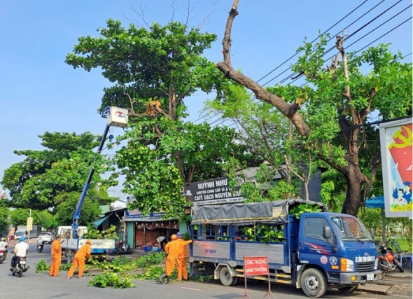 TP. HCM: Rà soát, xử lý cây xanh có nguy cơ gãy đổ trước mùa mưa bão