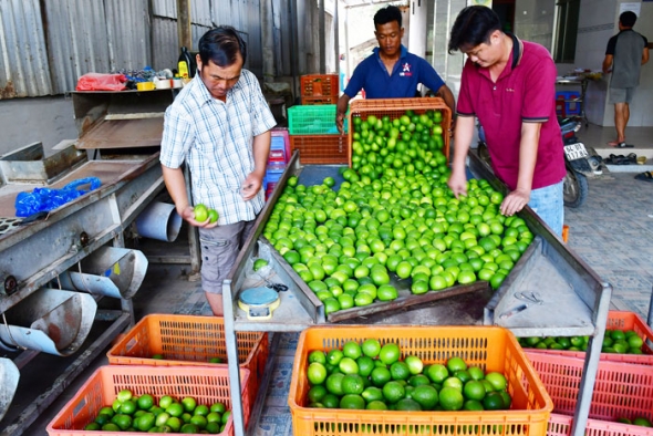 Xây dựng mã số vùng trồng, thúc đẩy xuất khẩu nông sản bền vững