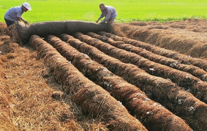 Có thể giảm khoảng 40 triệu tấn CO2 mỗi năm nếu 50% phụ phẩm nông nghiệp được tái sử dụng