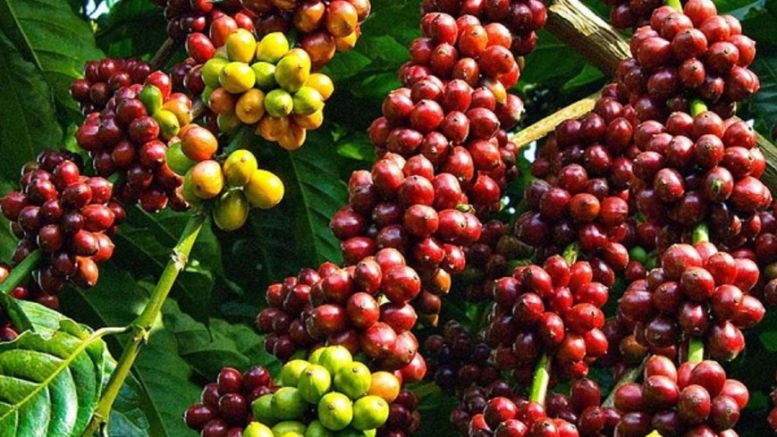 Giá cà phê hôm nay 14/7: Tăng nhẹ 400 - 500 đồng/kg