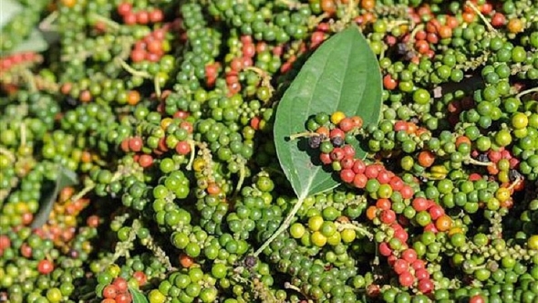 Giá tiêu hôm nay 22/7: Tăng 1.000 -1.500 đồng/kg