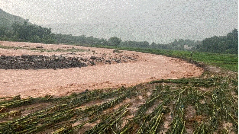 Mưa lớn, hơn 39 nghìn ha cây trồng ở miền Bắc bị ngập úng