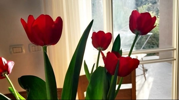 Tử vi vòng quay công nghệ ngày 6/7/2025: Tuổi Mão phát huy tài năng, tuổi Ngọ dễ bị lừa gạt