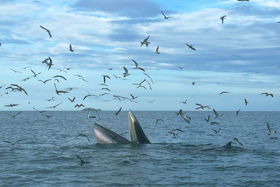 Gia Lai tăng cường tuyên truyền bảo vệ loài cá voi Gia Lai tăng cường tuyên truyền bảo vệ loài cá voi