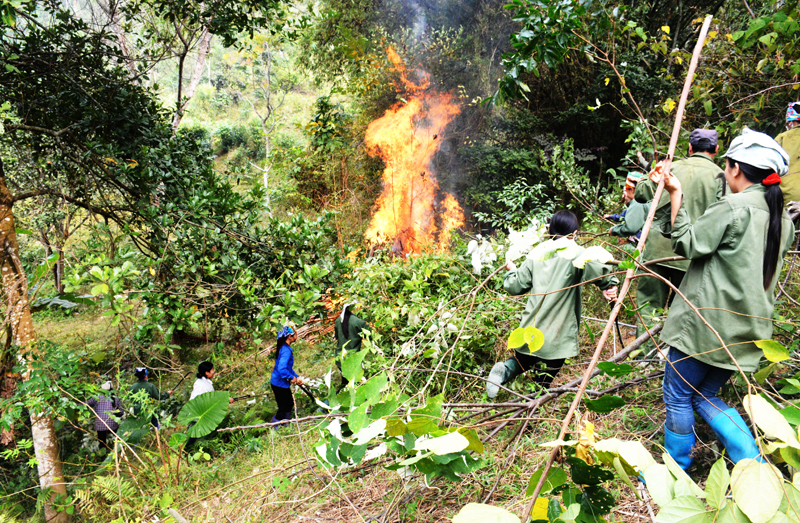 Tuyên Quang tăng cường bảo vệ, phát triển rừng Tuyên Quang tăng cường bảo vệ, phát triển rừng
