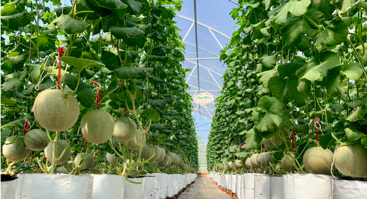 Trí tuệ nhân tạo cảnh báo sớm dịch bệnh gây hại trong nông nghiệp Trí tuệ nhân tạo cảnh báo sớm dịch bệnh gây hại trong nông nghiệp