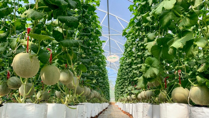 Trí tuệ nhân tạo cảnh báo sớm dịch bệnh gây hại trong nông nghiệp