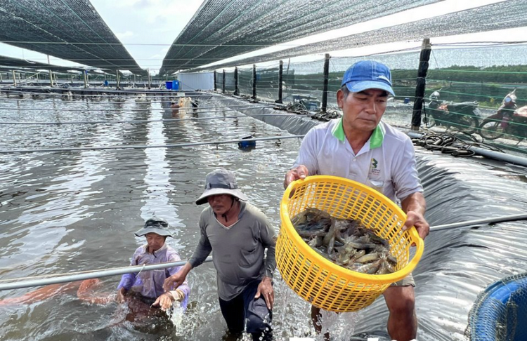 Mở rộng mô hình nuôi tôm công nghệ cao Mở rộng mô hình nuôi tôm công nghệ cao