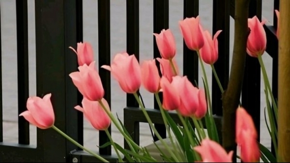 Tử vi vòng quay công nghệ ngày 21/7/2025: Tuổi Mùi gặp khá nhiều may mắn, tuổi Dần kiểm soát cảm xúc