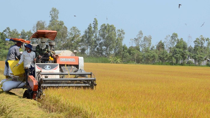 Nhiều hạn chế trong triển khai đề án 1 triệu ha lúa chất lượng cao, phát thải thấp