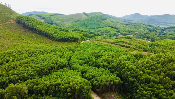 Quảng Trị: Thành lập Quỹ Bảo vệ và Phát triển rừng Quảng Trị: Thành lập Quỹ Bảo vệ và Phát triển rừng