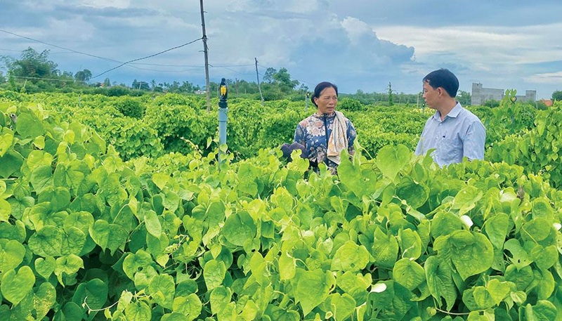 Quảng Ngãi chuyển đổi cây trồng thích ứng với biến đổi khí hậu Quảng Ngãi chuyển đổi cây trồng thích ứng với biến đổi khí hậu