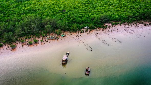 Quảng Ninh: Khôi phục rừng ngập mặn, nâng cao khả năng thích ứng biến đổi khí hậu