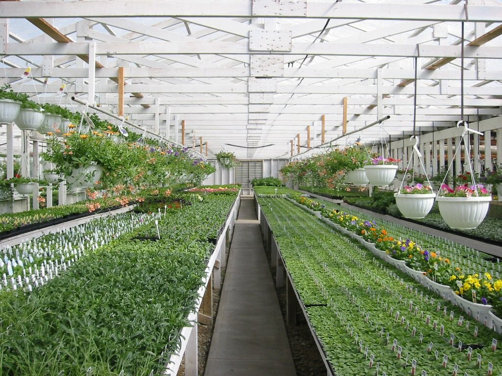 Nông nghiệp xanh – động lực mới trong tái cấu trúc đô thị Hà Nội- Ảnh 1. Nông nghiệp xanh – động lực mới trong tái cấu trúc đô thị Hà Nội- Ảnh 1.