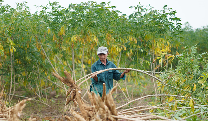 Giải pháp phát triển nhiên liệu sinh học theo hướng bền vững Giải pháp phát triển nhiên liệu sinh học theo hướng bền vững