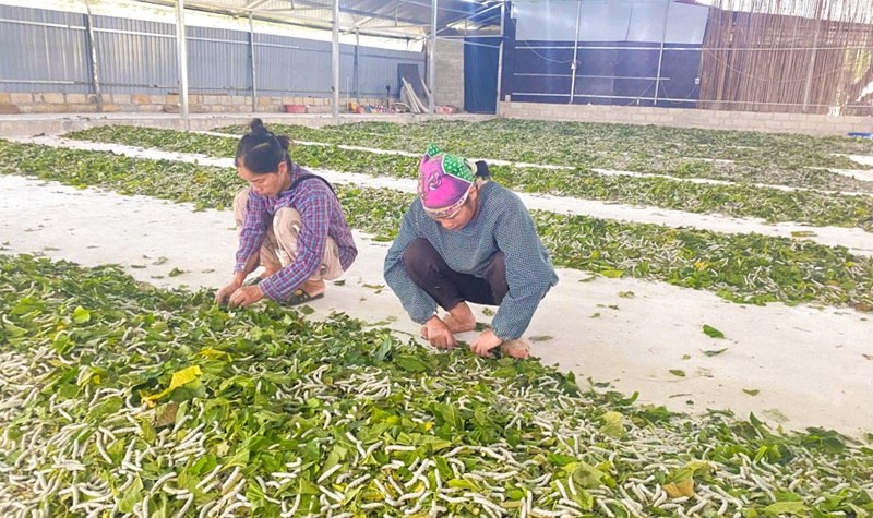Cao Bằng phát triển kinh tế tập thể gắn với xây dựng nông thôn mới Cao Bằng phát triển kinh tế tập thể gắn với xây dựng nông thôn mới