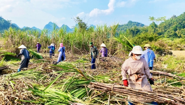 Cao Bằng phát triển kinh tế tập thể gắn với xây dựng nông thôn mới