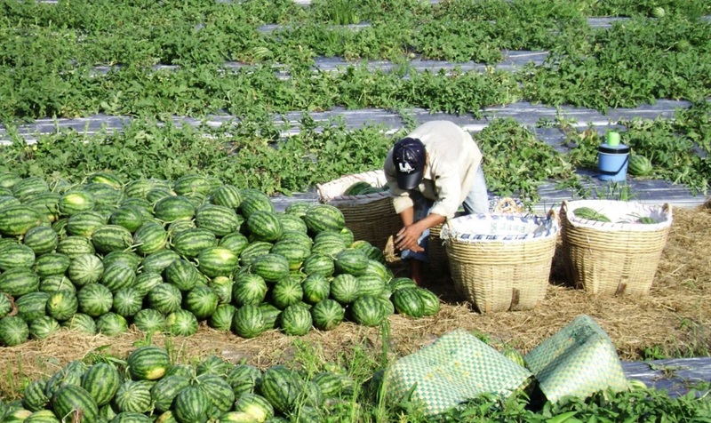 Cần Thơ chuyển đổi cây trồng thích ứng biến đổi khí hậu