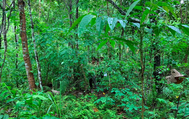 Sơn La bảo vệ hiệu quả ‘lá phổi xanh’ rừng đặc dụng Sốp Cộp Sơn La bảo vệ hiệu quả ‘lá phổi xanh’ rừng đặc dụng Sốp Cộp