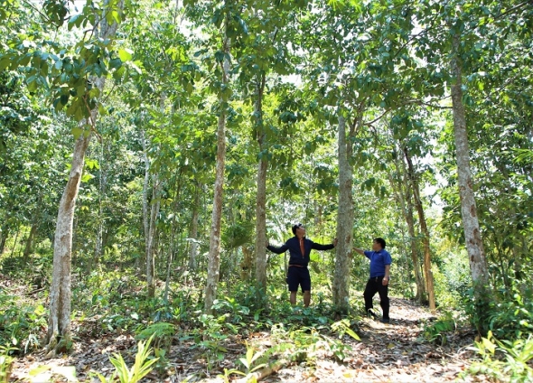 Quảng Trị phát triển lâm nghiệp bền vững từ rừng gỗ lớn