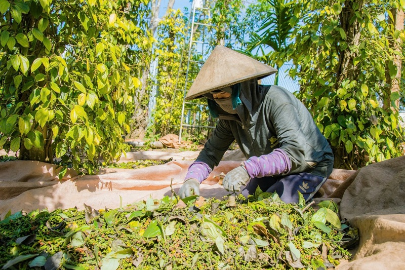 Quảng Trị: Phát triển sản phẩm OCOP từ các vùng nguyên liệu đặc trưng
