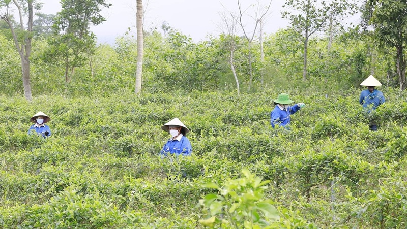 Quảng Trị: Phát triển sản phẩm OCOP từ các vùng nguyên liệu đặc trưng