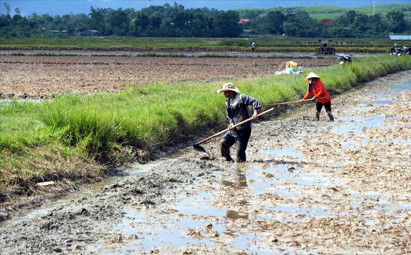 Nguy cơ thiếu nước phục vụ sản xuất vụ Hè Thu