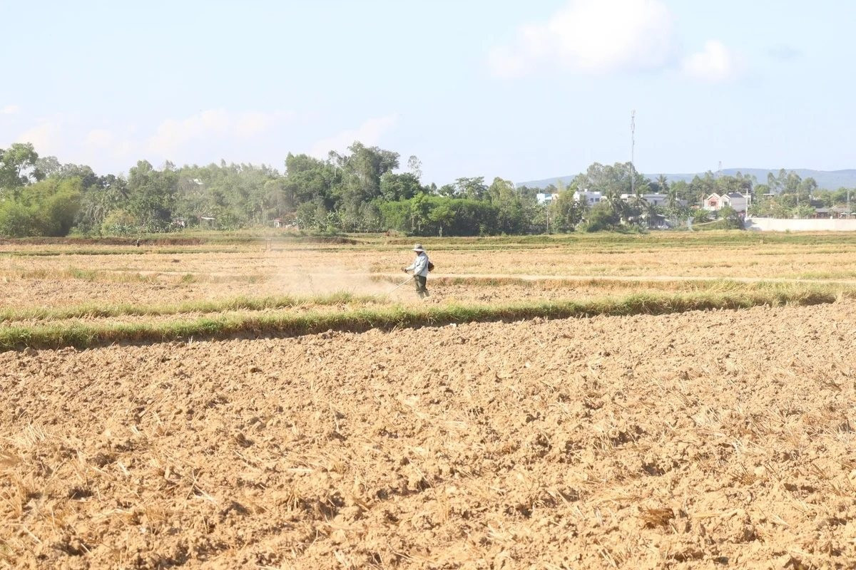 Nguy cơ thiếu nước phục vụ sản xuất vụ Hè Thu