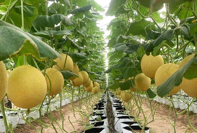 TP. HCM nâng cao năng lực thích ứng với biến đổi khí hậu