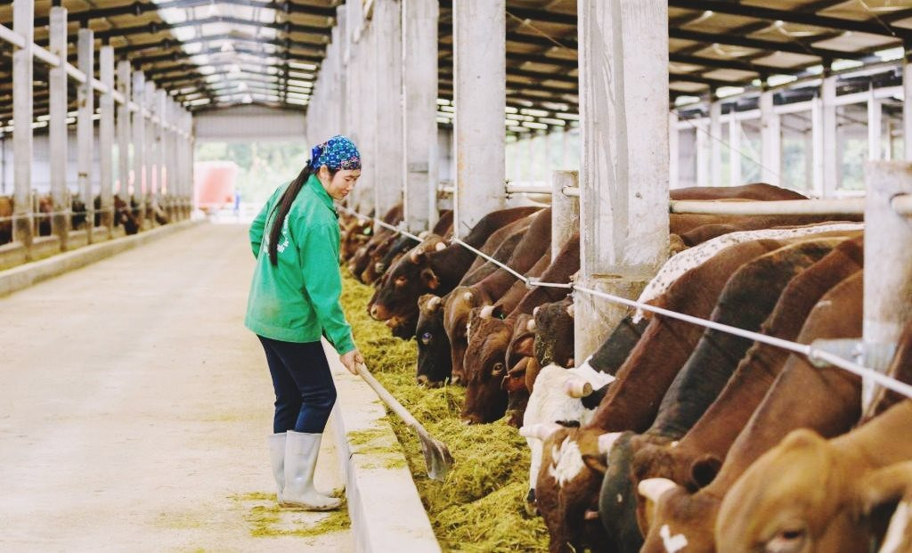Phát triển nông nghiệp xanh tại Việt Nam - Bài 3: Phế, phụ phẩm nông nghiệp – "Mỏ vàng" bị lãng quên Phát triển nông nghiệp xanh tại Việt Nam - Bài 3: Phế, phụ phẩm nông nghiệp – "Mỏ vàng" bị lãng quên