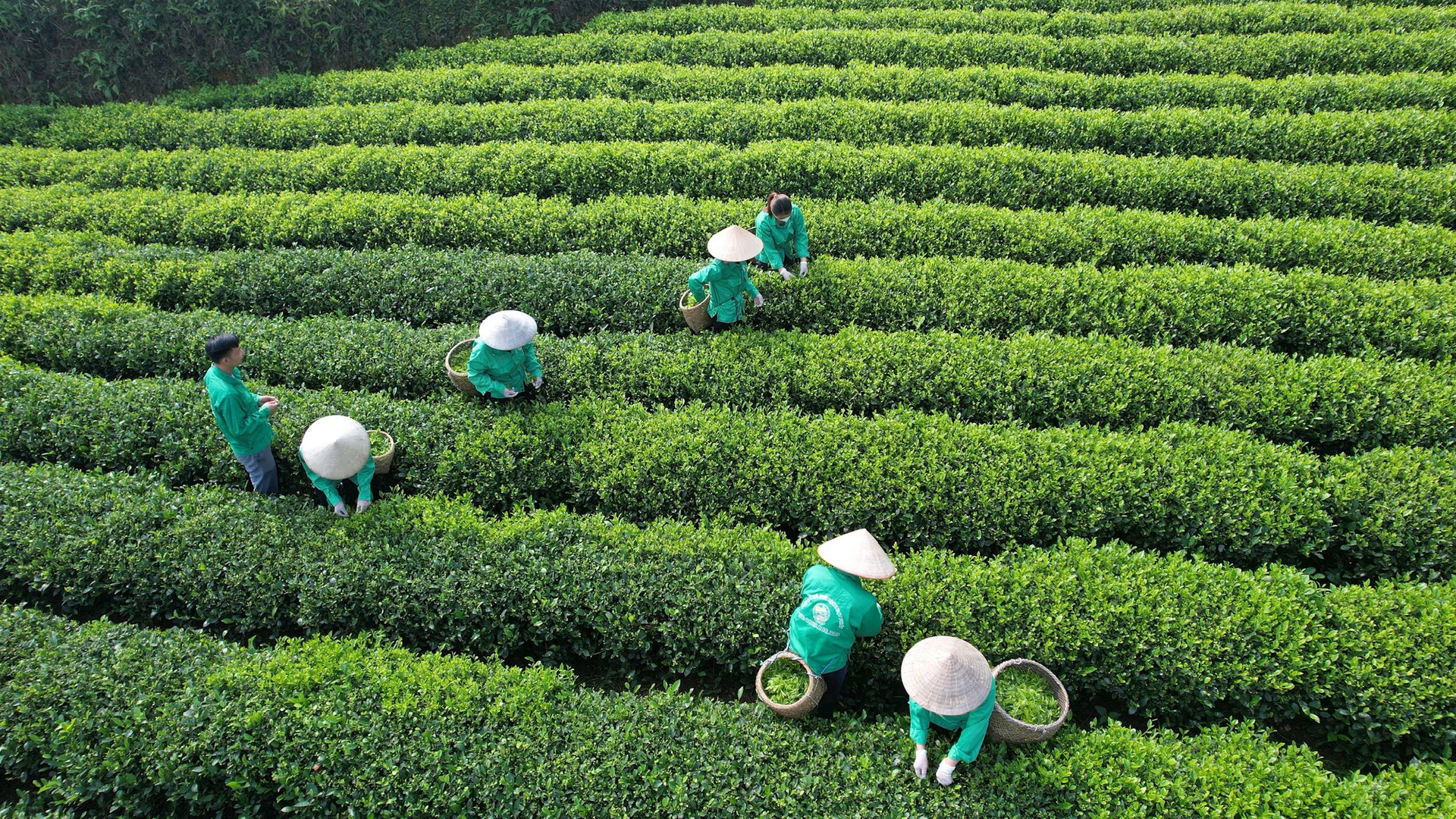 Phát triển nông nghiệp xanh tại Việt Nam - Bài 3: Phế, phụ phẩm nông nghiệp – "Mỏ vàng" bị lãng quên Phát triển nông nghiệp xanh tại Việt Nam - Bài 3: Phế, phụ phẩm nông nghiệp – "Mỏ vàng" bị lãng quên