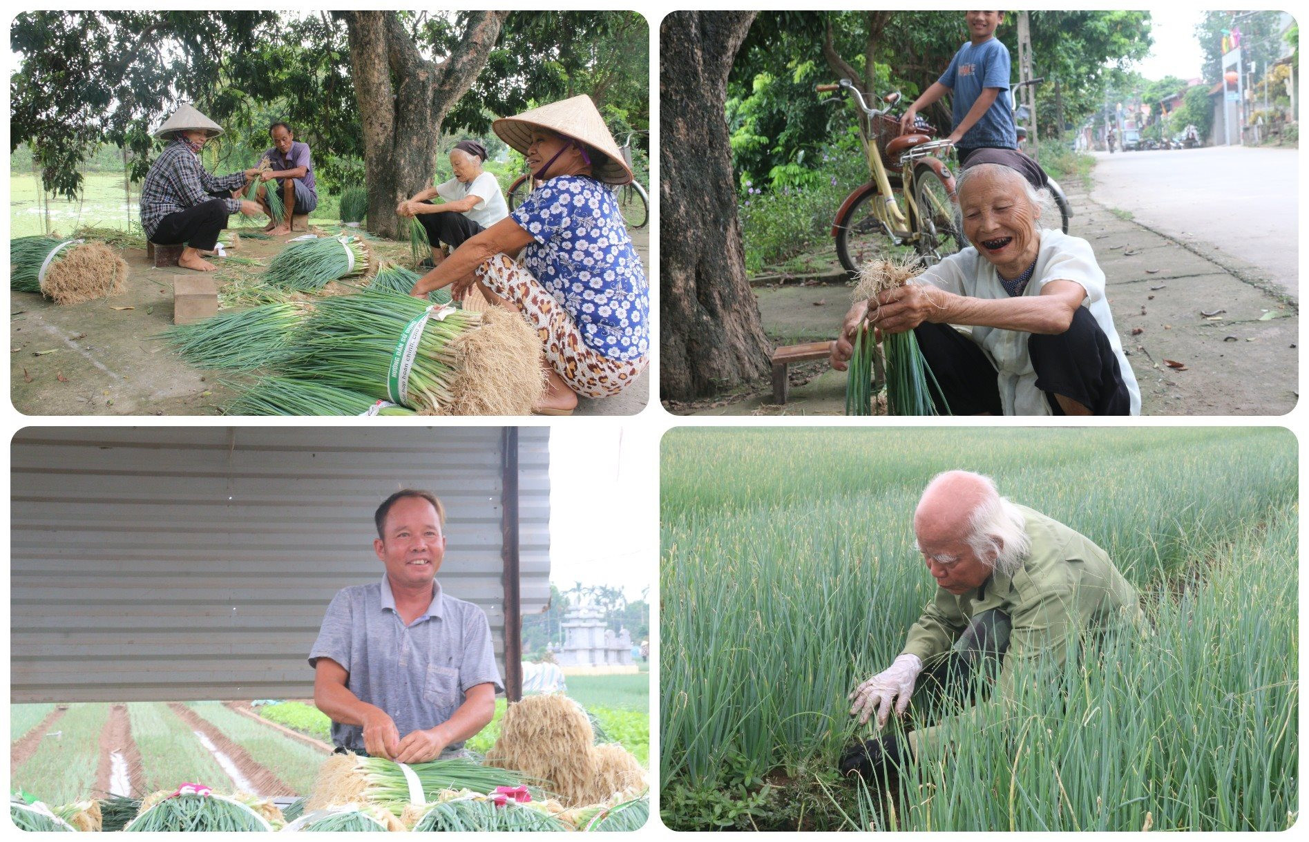 Phát triển nông nghiệp xanh tại Việt Nam - Bài 3: Phế, phụ phẩm nông nghiệp – "Mỏ vàng" bị lãng quên Phát triển nông nghiệp xanh tại Việt Nam - Bài 3: Phế, phụ phẩm nông nghiệp – "Mỏ vàng" bị lãng quên