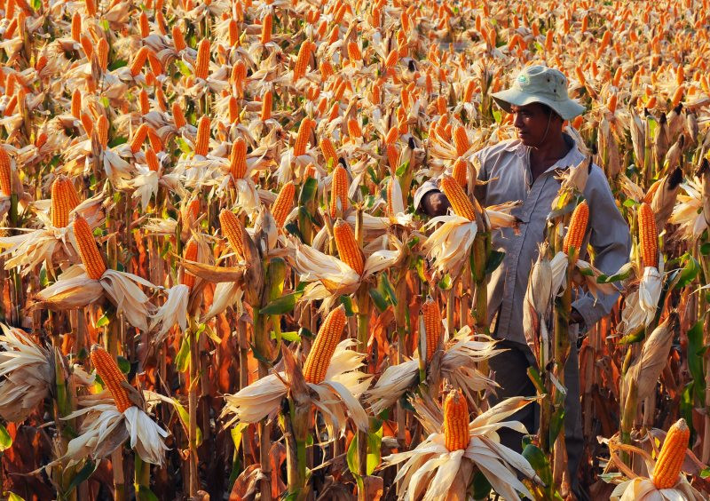 Phát triển nông nghiệp xanh tại Việt Nam - Bài 3: Phế, phụ phẩm nông nghiệp – "Mỏ vàng" bị lãng quên Phát triển nông nghiệp xanh tại Việt Nam - Bài 3: Phế, phụ phẩm nông nghiệp – "Mỏ vàng" bị lãng quên