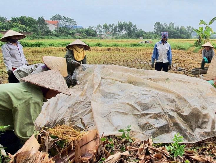 Phát triển nông nghiệp xanh tại Việt Nam - Bài 3: Phế, phụ phẩm nông nghiệp – "Mỏ vàng" bị lãng quên Phát triển nông nghiệp xanh tại Việt Nam - Bài 3: Phế, phụ phẩm nông nghiệp – "Mỏ vàng" bị lãng quên
