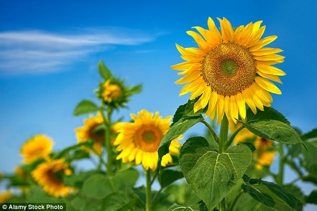 Tử vi vòng quay công nghệ ngày 18/8/2024: Tuổi Thân khá bất ổn, tuổi Thìn công việc ổn định Tử vi vòng quay công nghệ ngày 18/8/2024: Tuổi Thân khá bất ổn, tuổi Thìn công việc ổn định