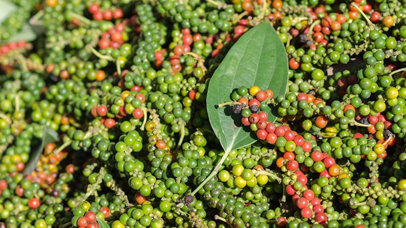 Giá tiêu hôm nay 18/8: Tăng nhiều nhất 3.000 đồng/kg