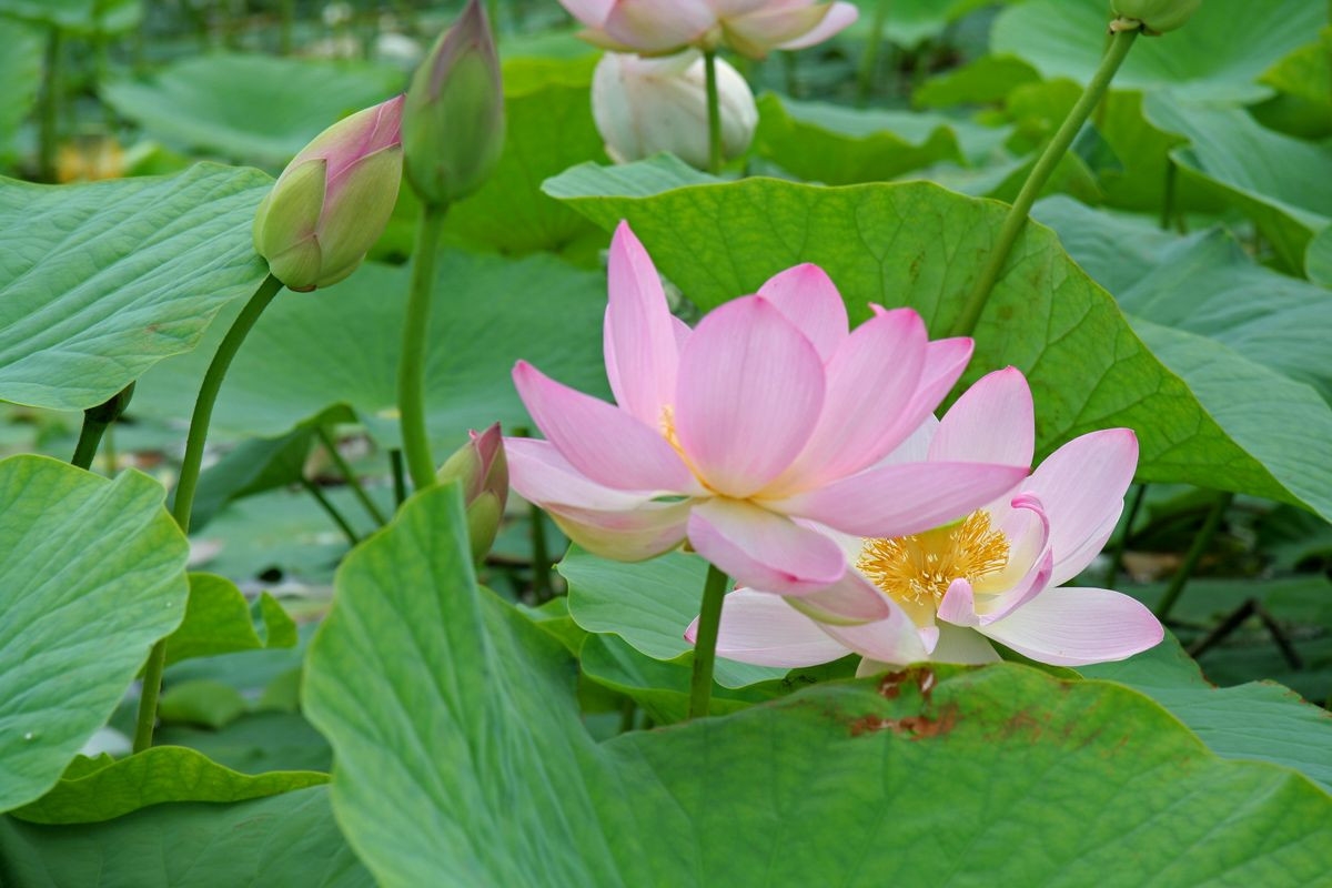 Tử vi vòng quay công nghệ ngày 19/8/2024: Tuổi Tý bất lợi công việc, tuổi Mão cực kỳ suôn sẻ Tử vi vòng quay công nghệ ngày 19/8/2024: Tuổi Tý bất lợi công việc, tuổi Mão cực kỳ suôn sẻ