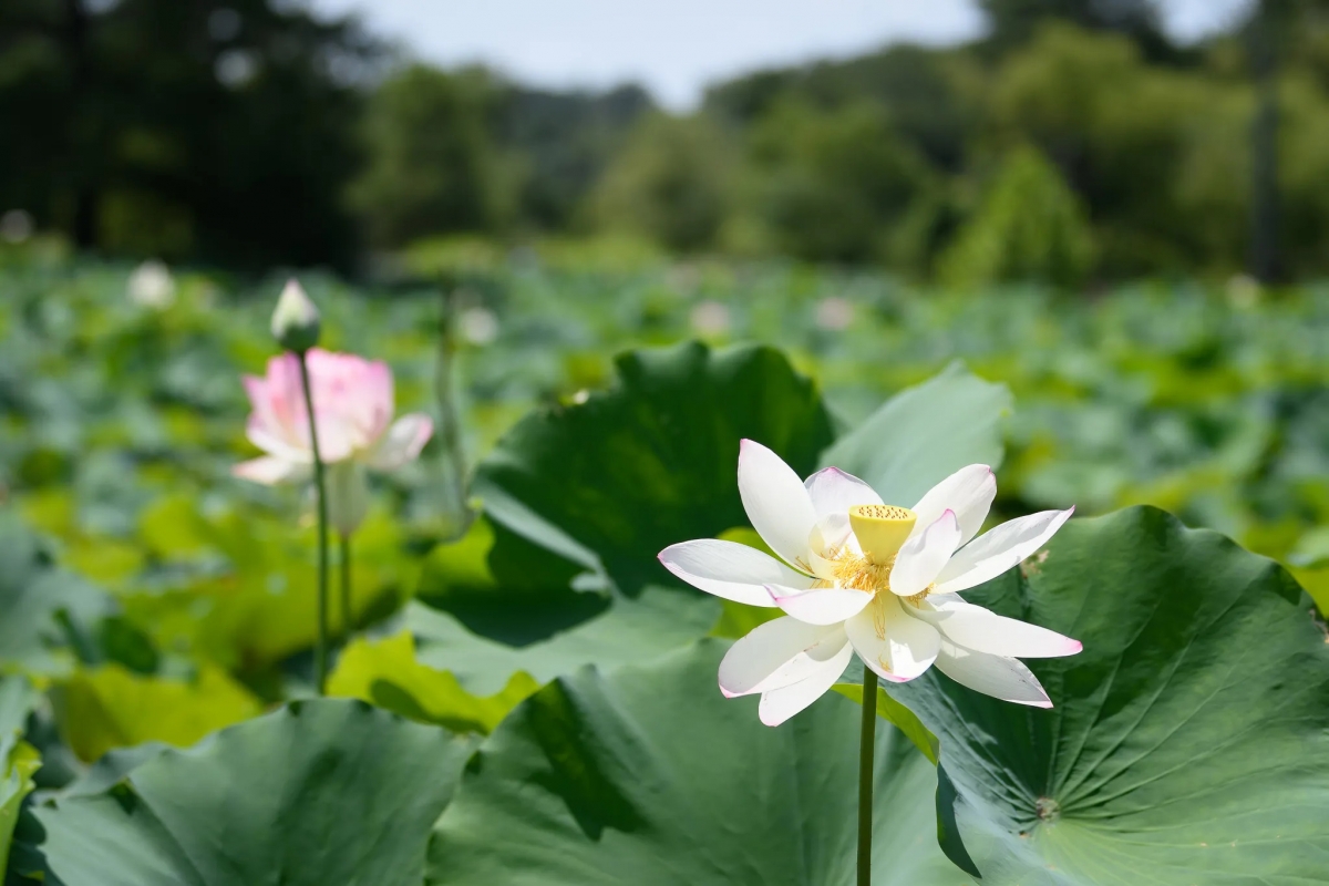 Tử vi vòng quay công nghệ ngày 19/8/2024: Tuổi Tý bất lợi công việc, tuổi Mão cực kỳ suôn sẻ Tử vi vòng quay công nghệ ngày 19/8/2024: Tuổi Tý bất lợi công việc, tuổi Mão cực kỳ suôn sẻ