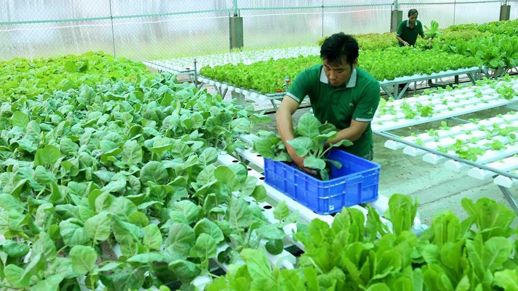 Cần Thơ: Phát triển ngành nông nghiệp theo hướng “xanh”