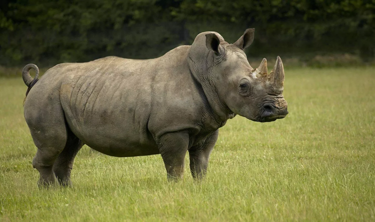 Indonesia: Đẩy mạnh bảo tồn loài tê giác Java quý hiếm