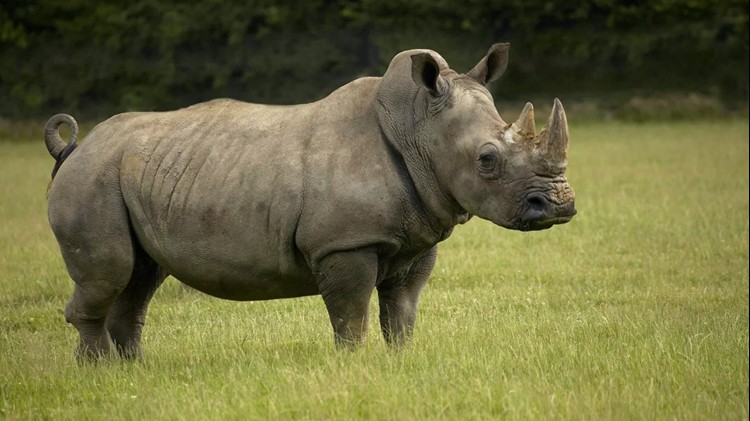 Indonesia: Đẩy mạnh bảo tồn loài tê giác Java quý hiếm