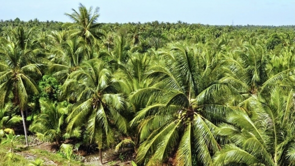 Vĩnh Long mở rộng vùng trồng dừa hữu cơ lên 34.000ha