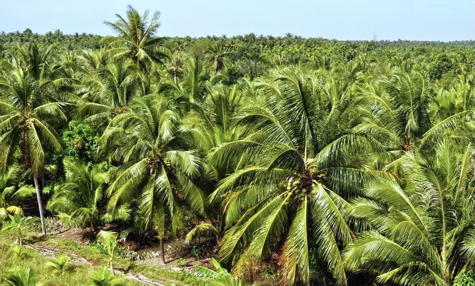 Vĩnh Long mở rộng vùng trồng dừa hữu cơ lên 34.000ha