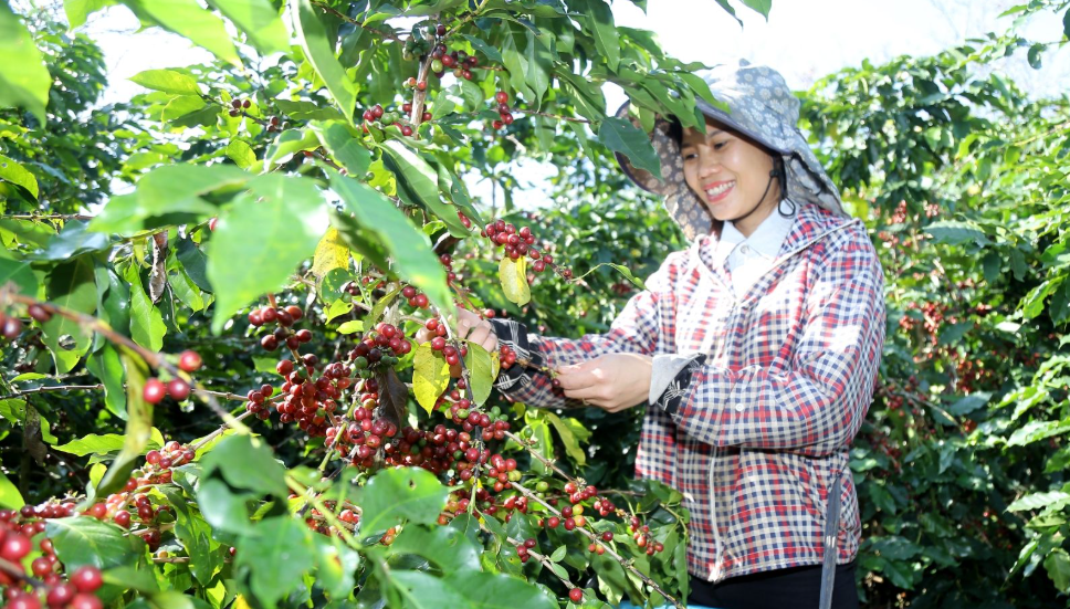 Đắk Lắk: Nâng cao chất lượng, tăng sức cạnh tranh đối với sản phẩm cà phê Đắk Lắk: Nâng cao chất lượng, tăng sức cạnh tranh đối với sản phẩm cà phê