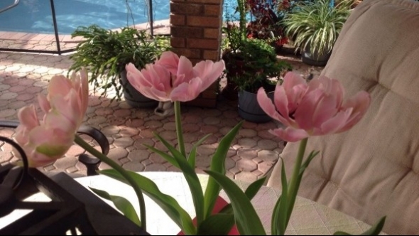 Tử vi vòng quay công nghệ ngày 19/8/2025: Tuổi Tý nhận tin tốt, tuổi Ngọ xung đột trong tình yêu