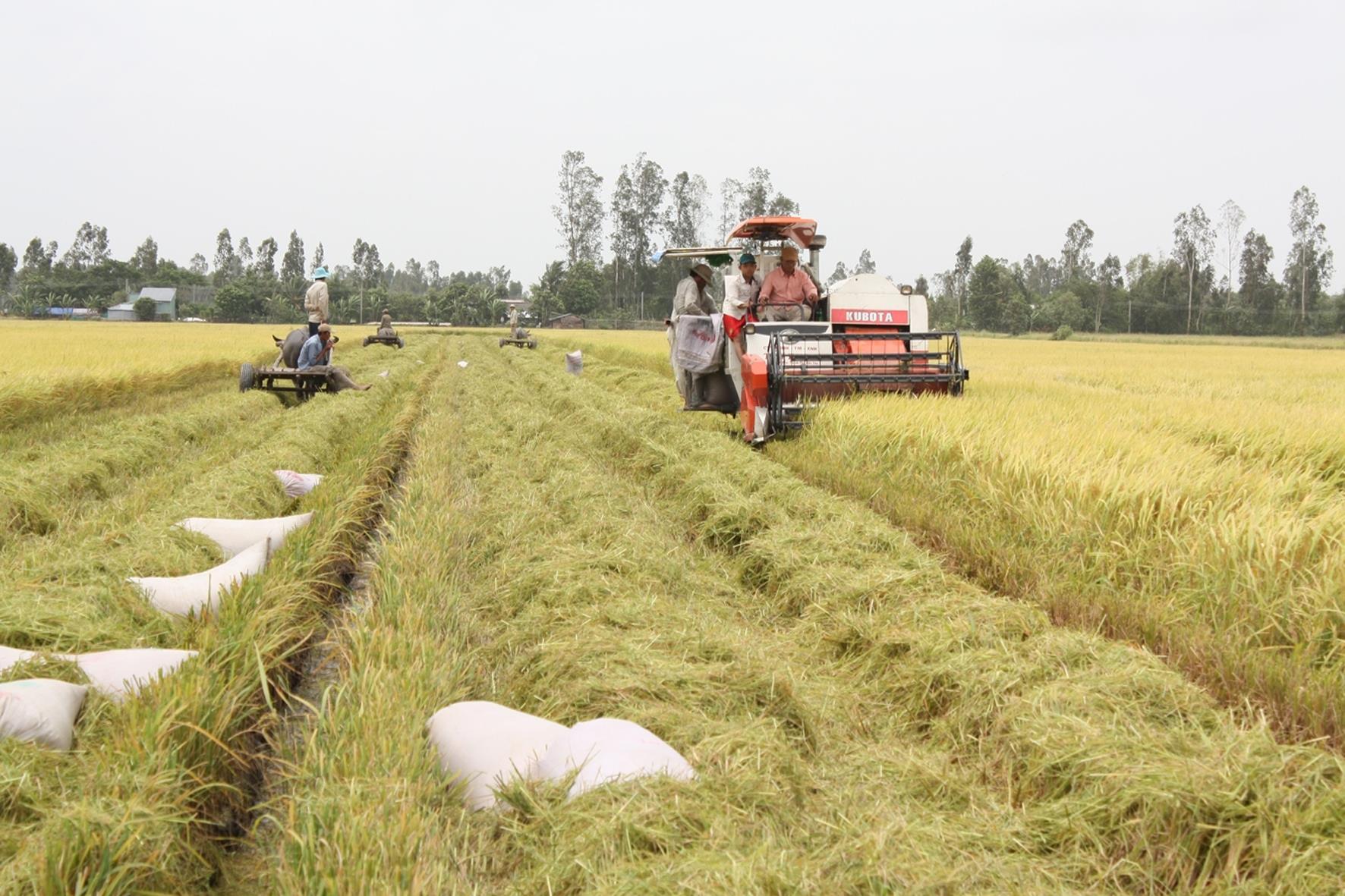Vĩnh Long tiếp tục nhân rộng mô hình canh tác lúa chất lượng cao, giảm phát thải Vĩnh Long tiếp tục nhân rộng mô hình canh tác lúa chất lượng cao, giảm phát thải