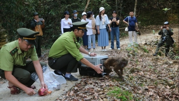 Bảo tồn các loài động vật quý hiếm tại Vườn quốc gia Bạch Mã