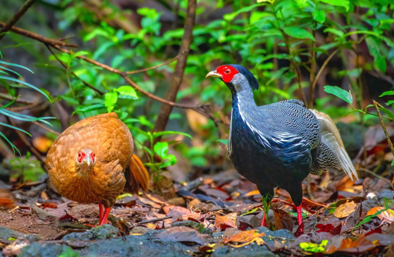 Bảo tồn các loài động vật quý hiếm tại Vườn quốc gia Bạch Mã