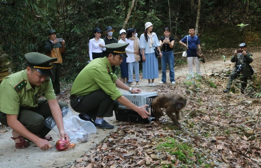Bảo tồn các loài động vật quý hiếm tại Vườn quốc gia Bạch Mã