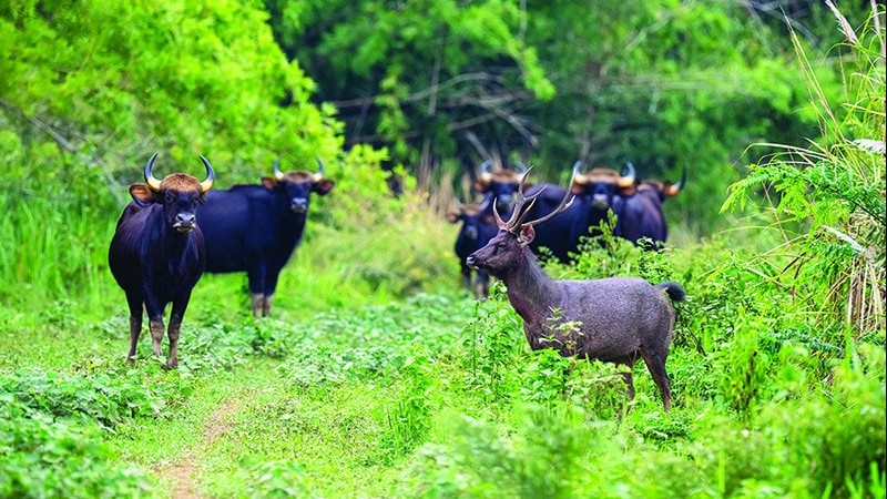 Bảo tồn hệ sinh thái đa dạng tại Vườn quốc gia Cát Tiên